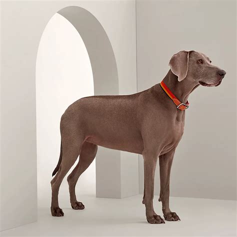 dog bed hermes|hermes birkin dog collar.